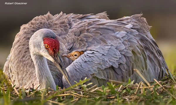 SINWP Bird Photographer Of The Year