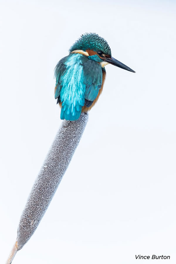 SINWP Bird Photographer Of The Year