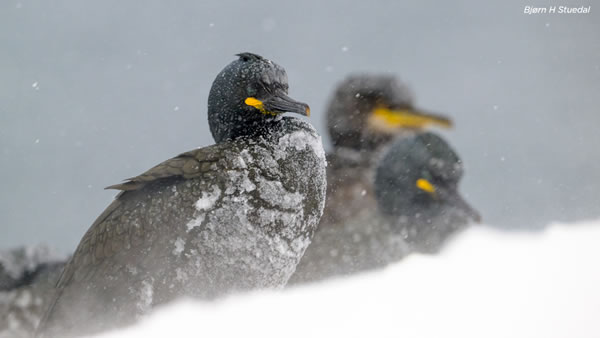 SINWP Bird Photographer Of The Year