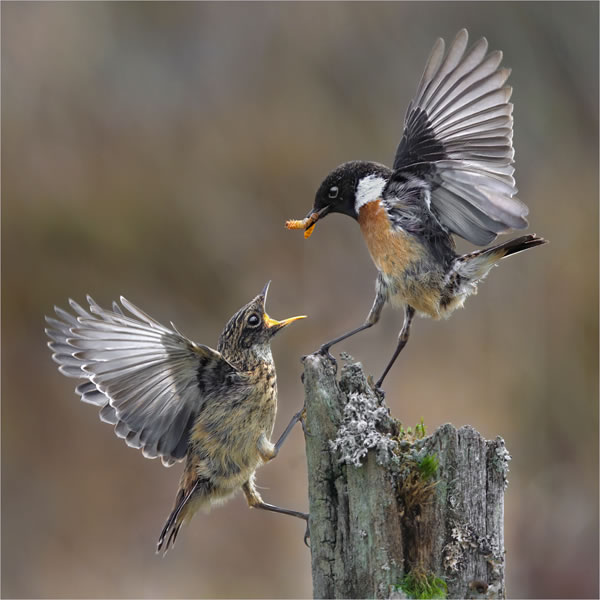 SINWP Bird Photographer Of The Year