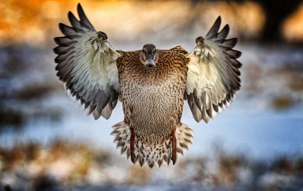 SINWP Bird Photographer Of The Year