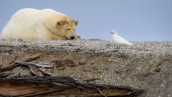 SINWP Bird Photographer Of The Year