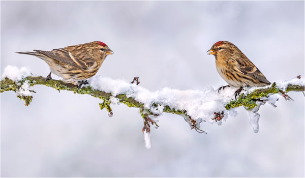 SINWP Bird Photographer Of The Year