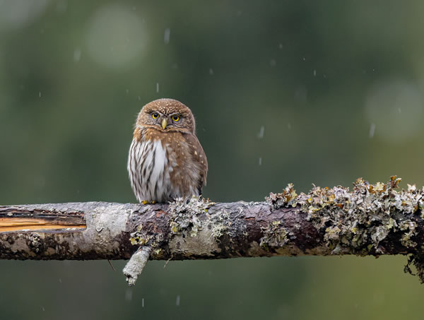 SINWP Bird Photographer Of The Year