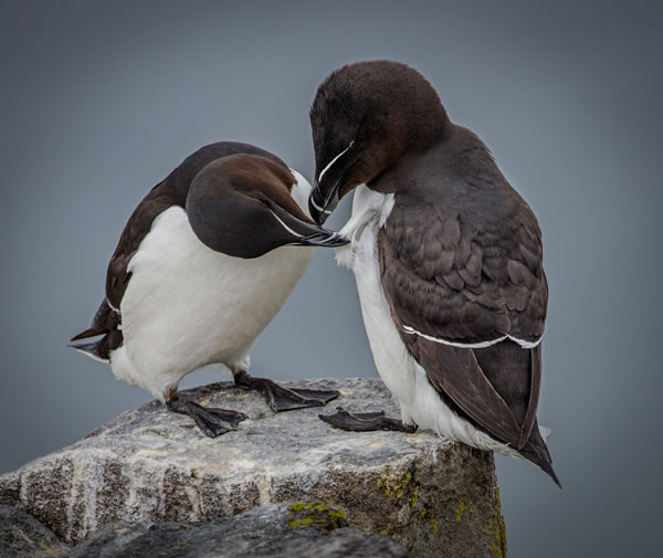 SINWP Bird Photographer Of The Year