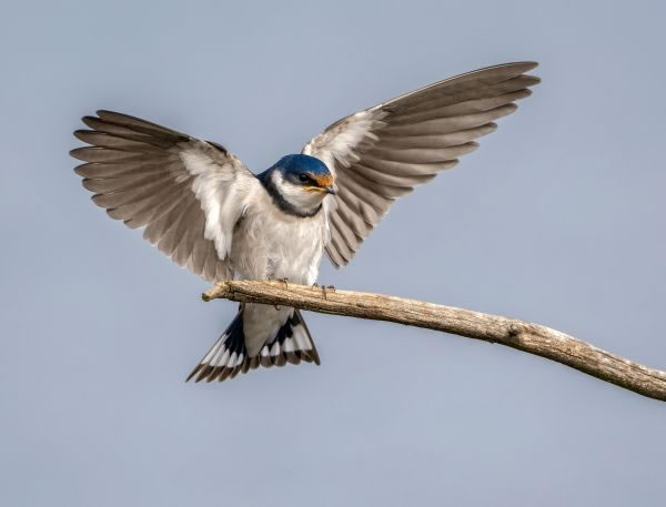 SINWP Bird Photographer Of The Year