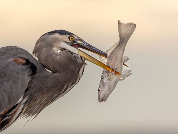 SINWP Bird Photographer Of The Year