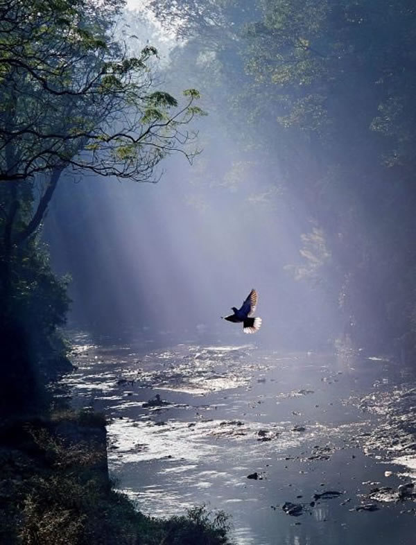 SINWP Bird Photographer Of The Year