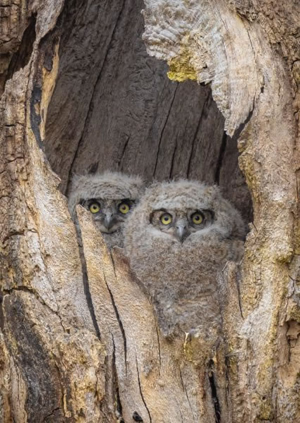 SINWP Bird Photographer Of The Year