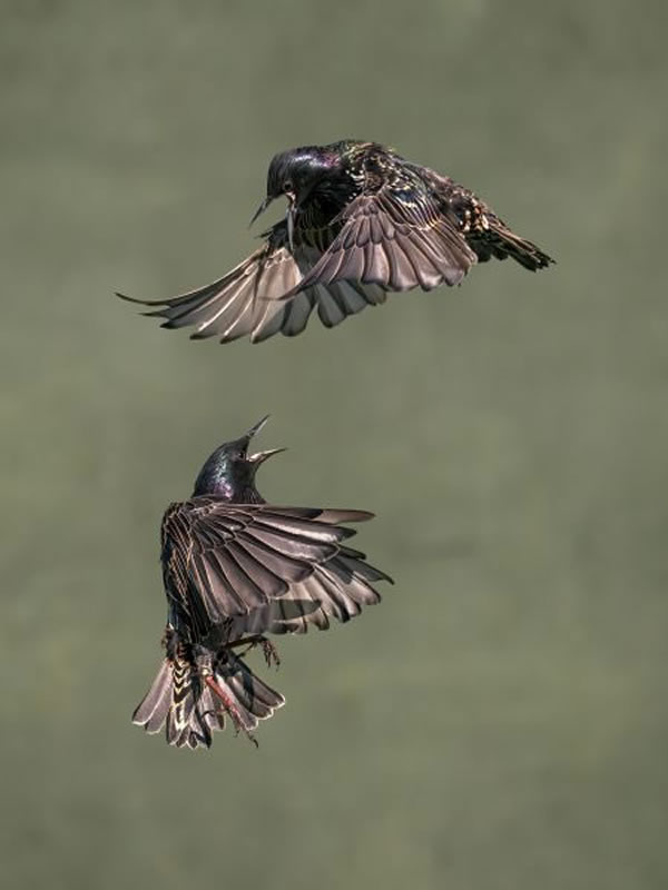 SINWP Bird Photographer Of The Year