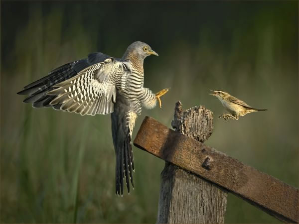 SINWP Bird Photographer Of The Year