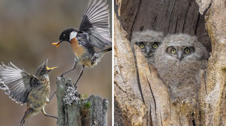 SINWP Bird Photographer Of The Year