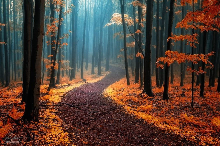 Beautiful Autumn Forests Of Czech Republic By Janek Sedlar