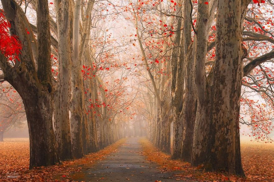 Beautiful Autumn Forests Of Czech Republic By Janek Sedlar