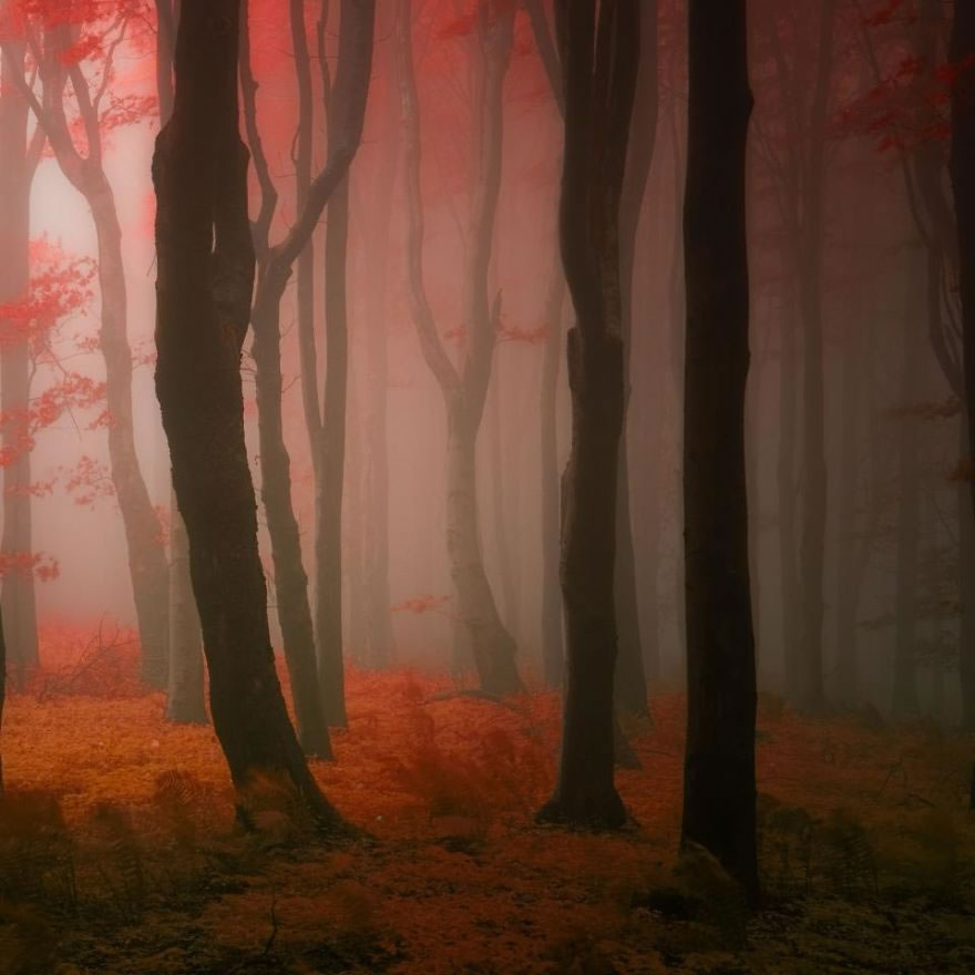 Beautiful Autumn Forests Of Czech Republic By Janek Sedlar