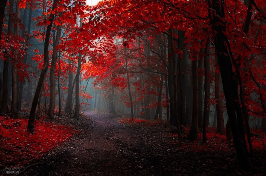 Beautiful Autumn Forests Of Czech Republic By Janek Sedlar