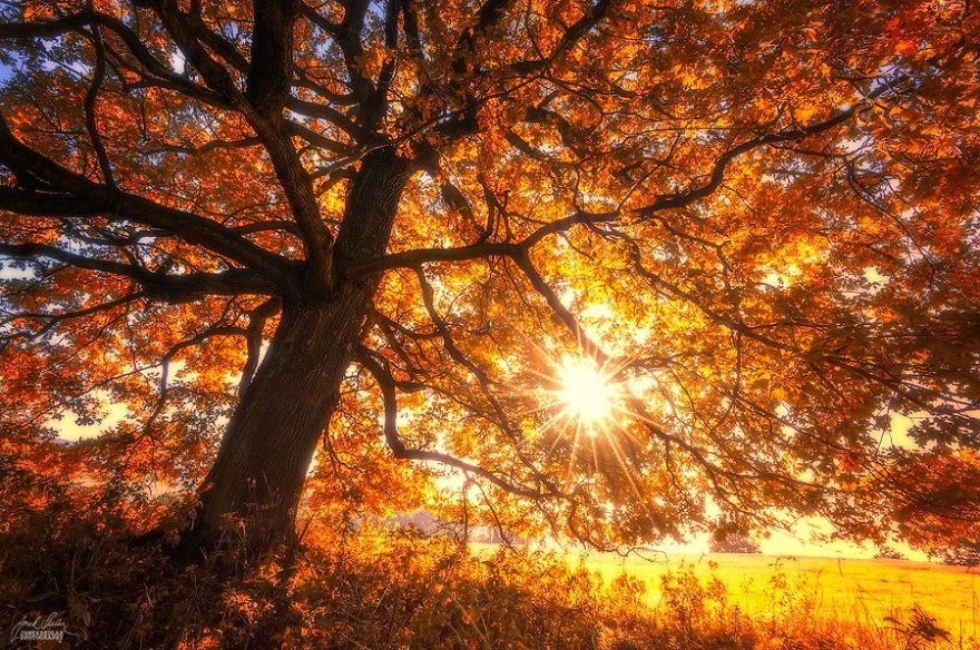 Beautiful Autumn Forests Of Czech Republic By Janek Sedlar