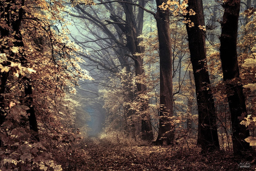 Beautiful Autumn Forests Of Czech Republic By Janek Sedlar