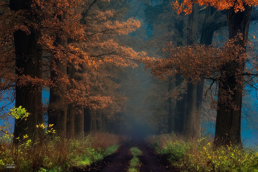 Beautiful Autumn Forests Of Czech Republic By Janek Sedlar