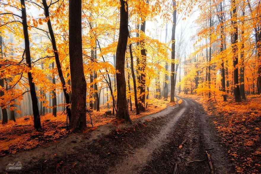 Beautiful Autumn Forests Of Czech Republic By Janek Sedlar