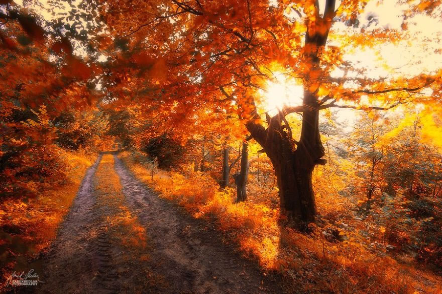 Beautiful Autumn Forests Of Czech Republic By Janek Sedlar