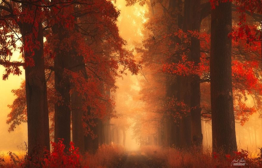 Beautiful Autumn Forests Of Czech Republic By Janek Sedlar