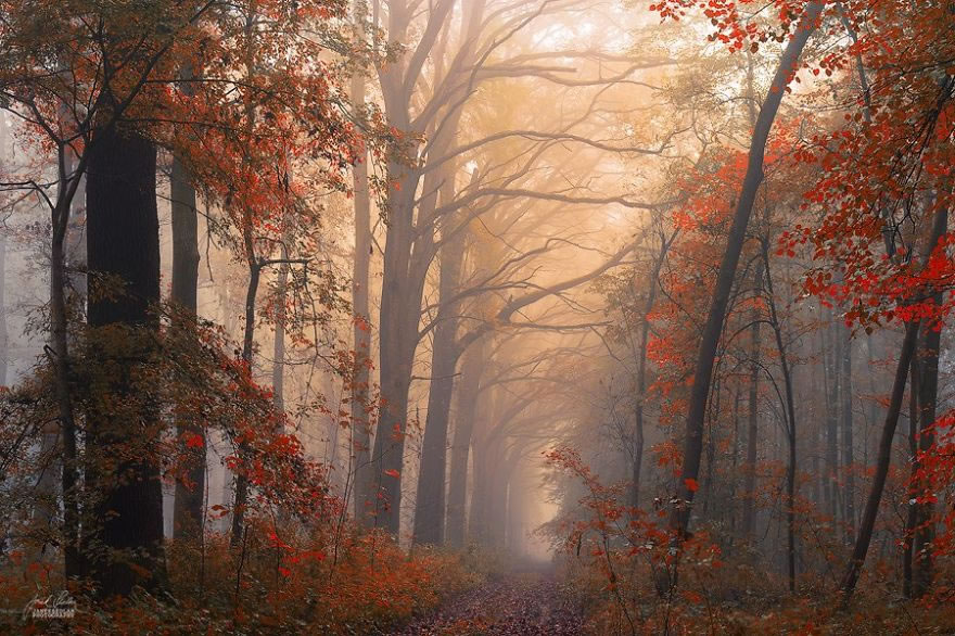 Beautiful Autumn Forests Of Czech Republic By Janek Sedlar