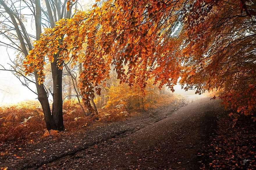 Beautiful Autumn Forests Of Czech Republic By Janek Sedlar