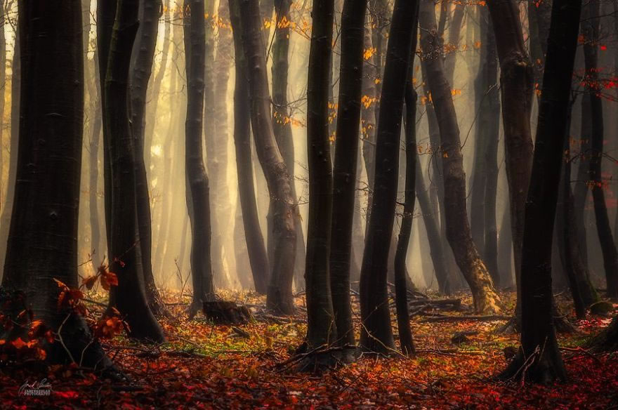 Beautiful Autumn Forests Of Czech Republic By Janek Sedlar