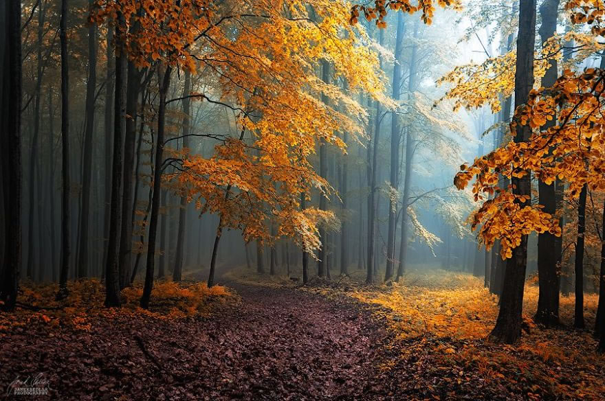 Beautiful Autumn Forests Of Czech Republic By Janek Sedlar