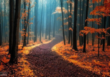 Beautiful Autumn Forests Of Czech Republic By Janek Sedlar