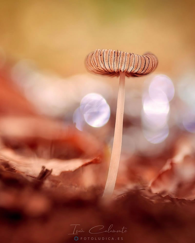 Beautiful Macro Photography