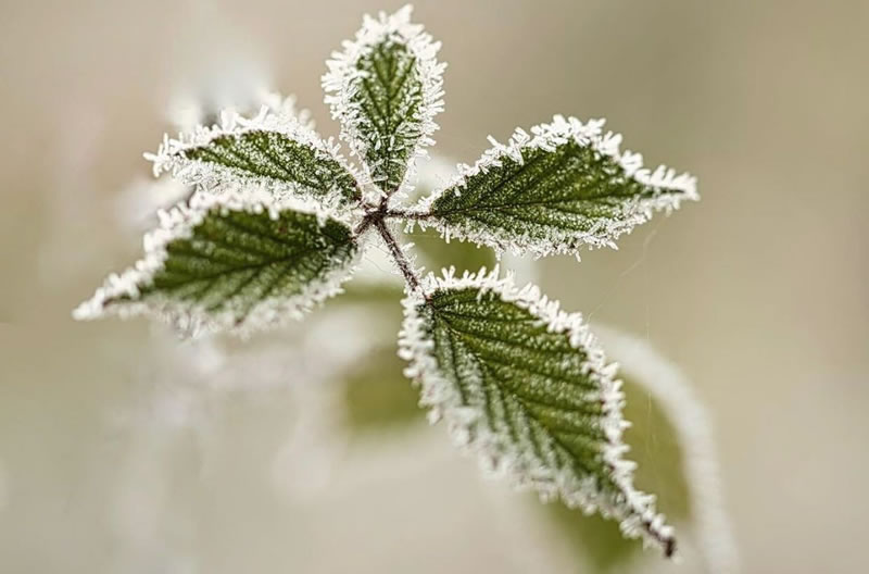 Beautiful Macro Photography