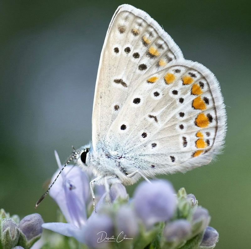 Beautiful Macro Photography