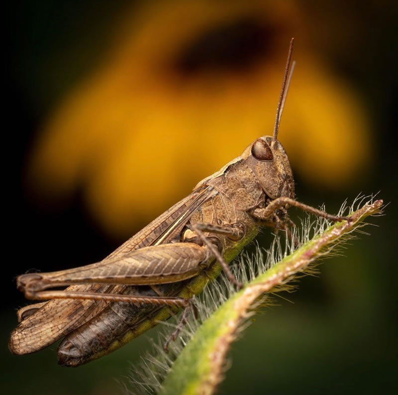 Beautiful Macro Photography