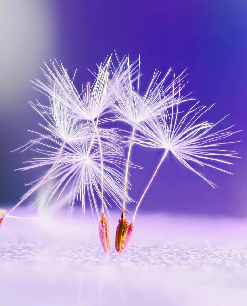 Beautiful Macro Photography