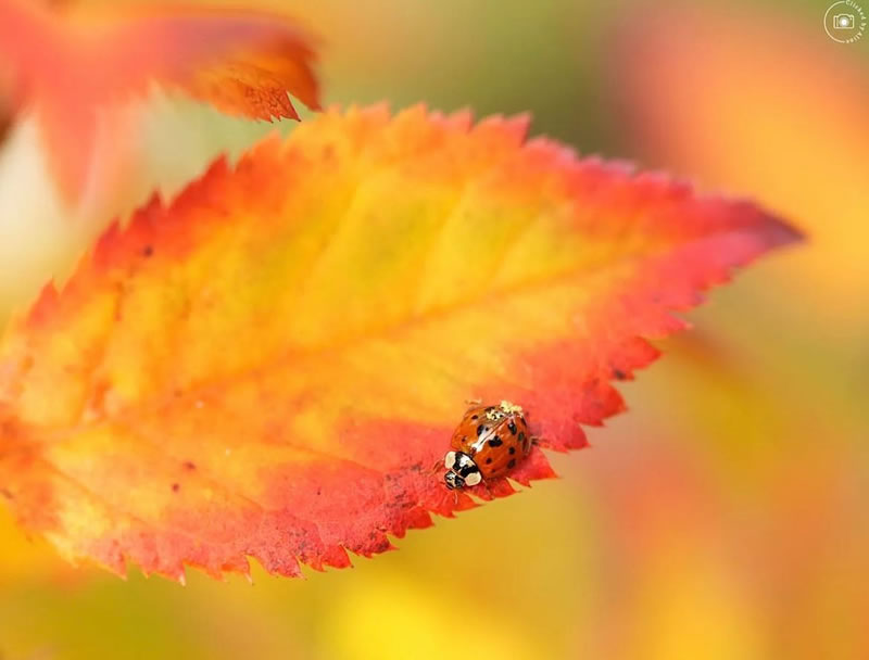 Beautiful Macro Photography