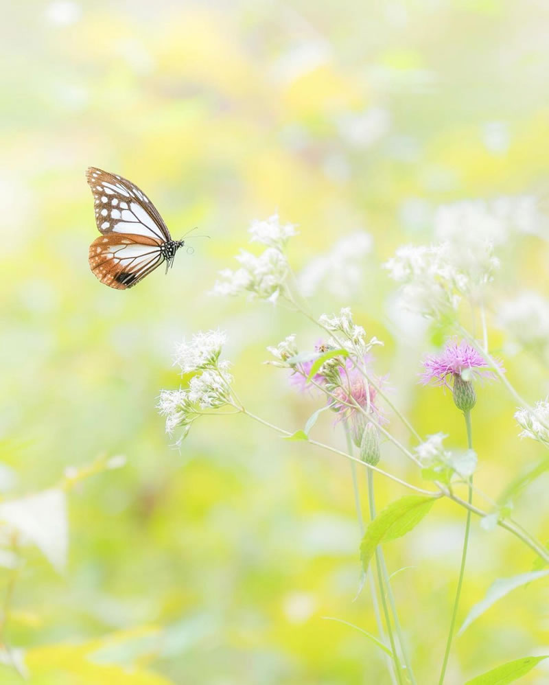 Beautiful Macro Photography