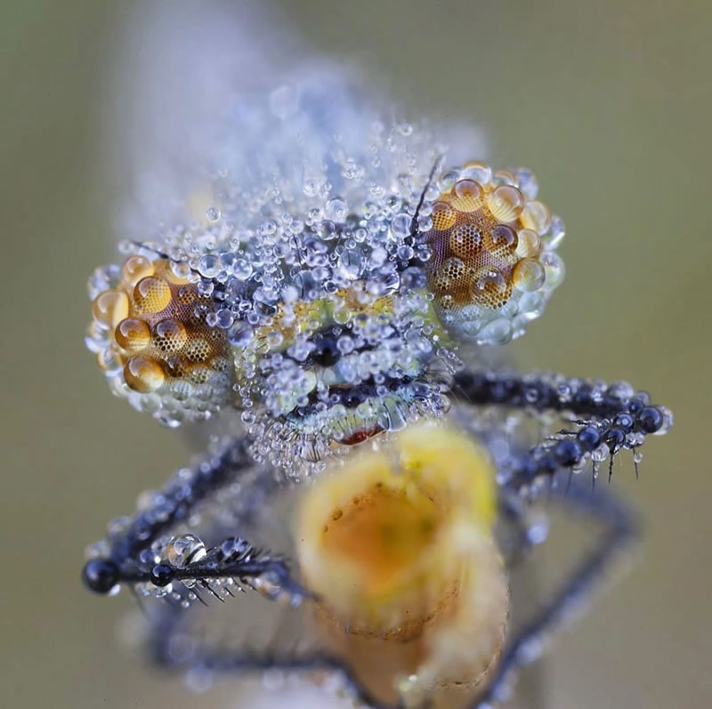 Beautiful Macro Photography