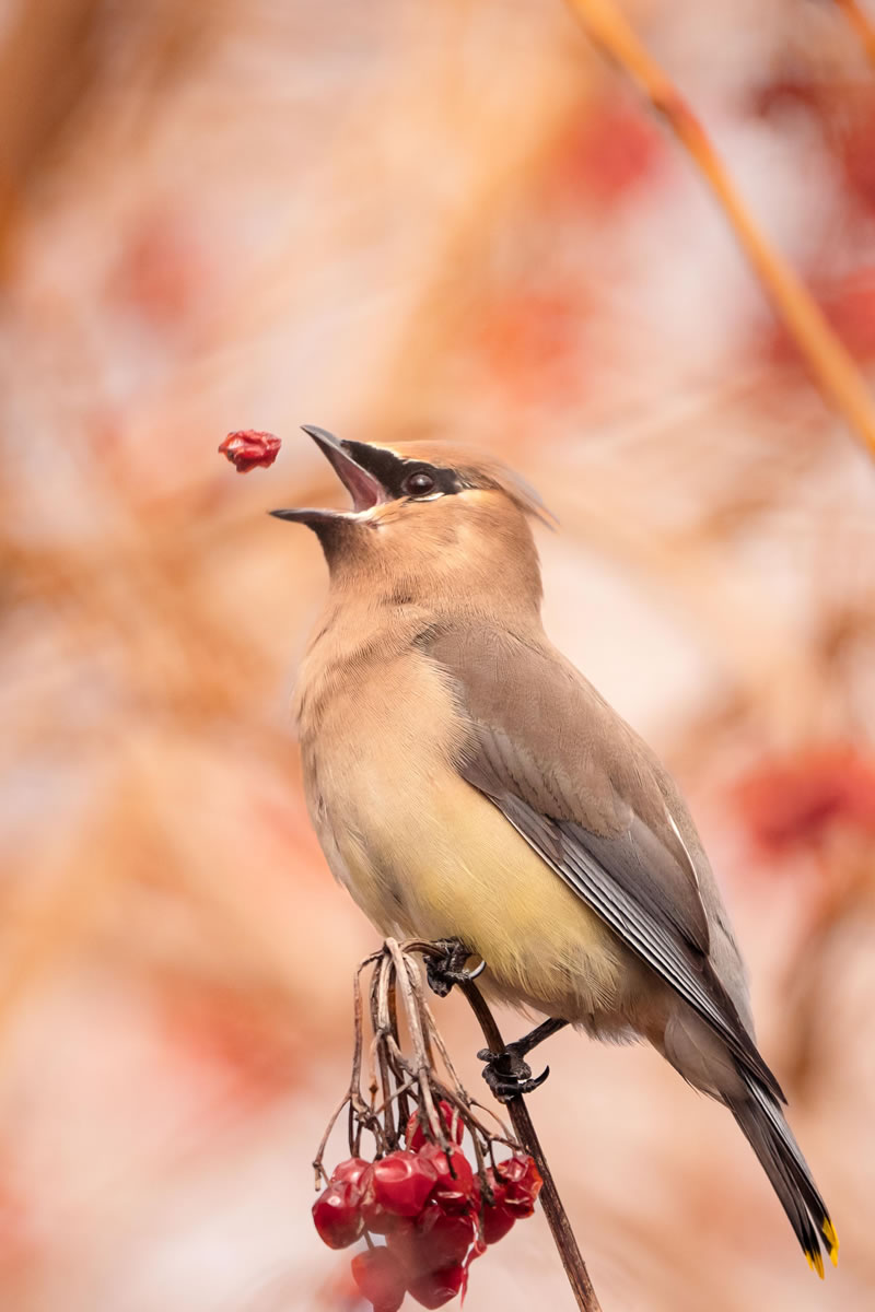 Best Wildlife Photography