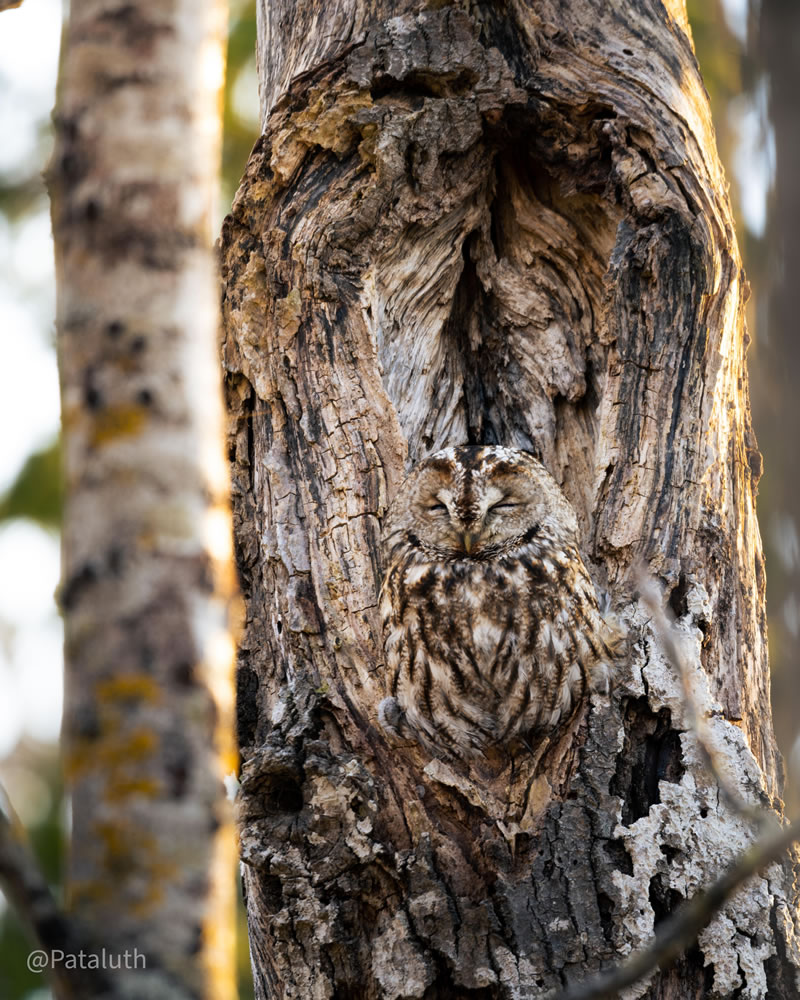 Best Wildlife Photography