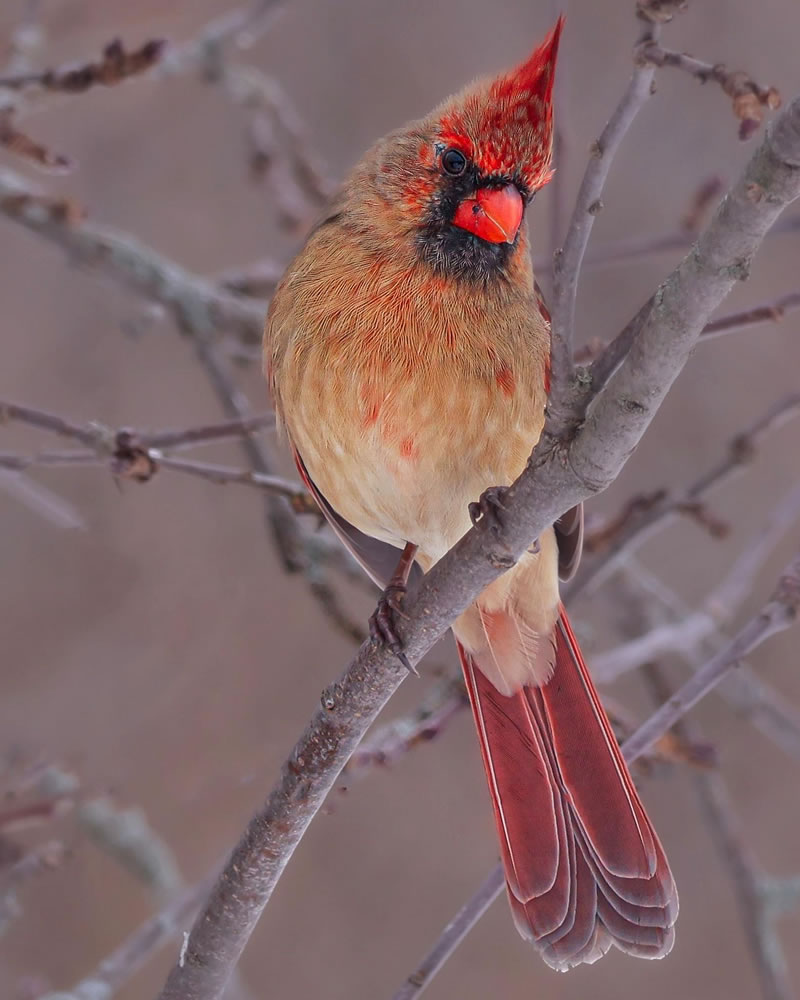 Best Wildlife Photography