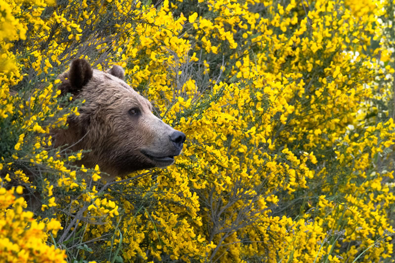 Best Wildlife Photography