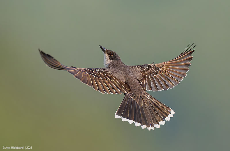 Bird Photography by Axel Hildebrandt