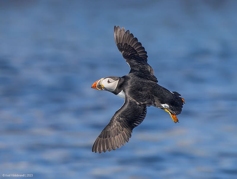 Bird Photography by Axel Hildebrandt