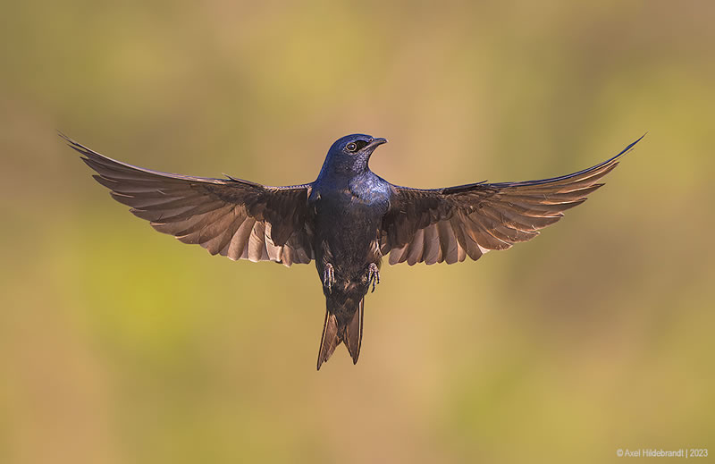 Bird Photography by Axel Hildebrandt