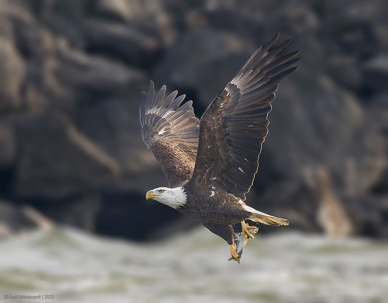 Bird Photography by Axel Hildebrandt