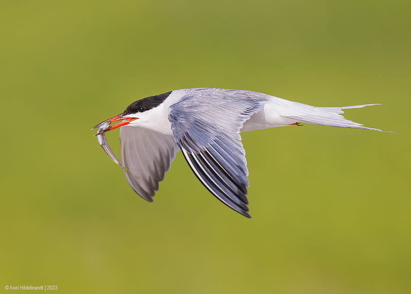 Bird Photography by Axel Hildebrandt