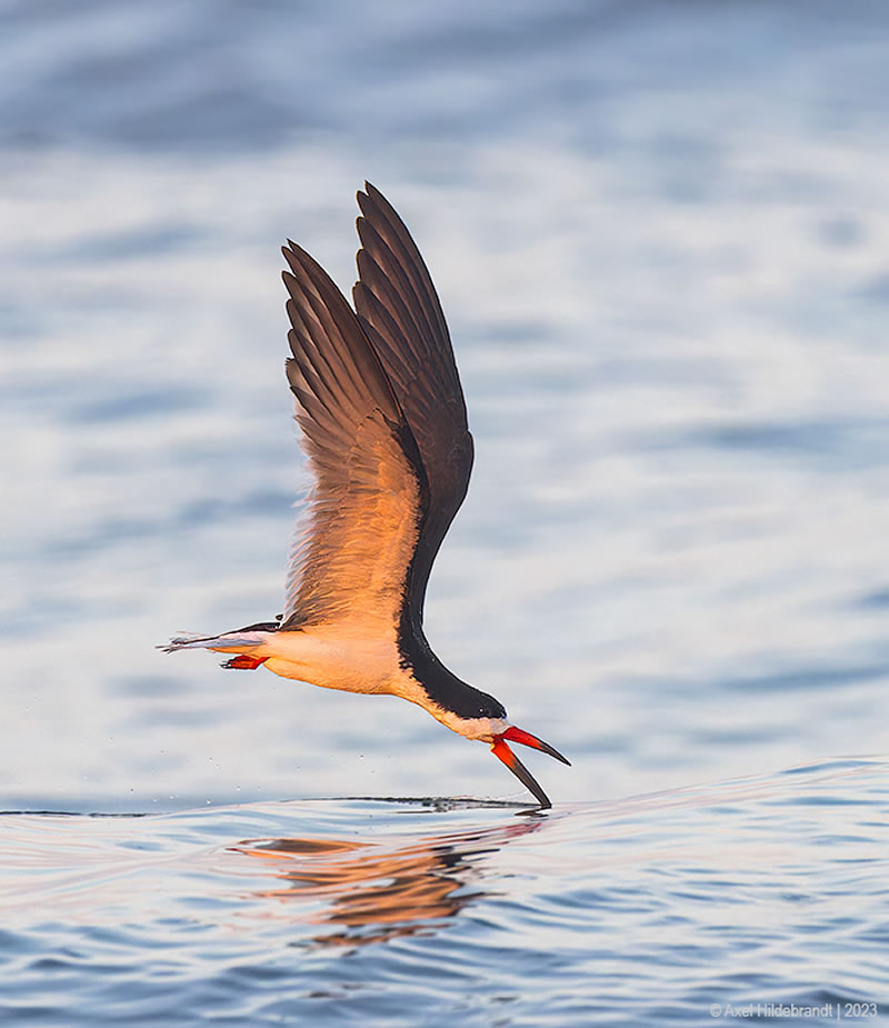 Bird Photography by Axel Hildebrandt