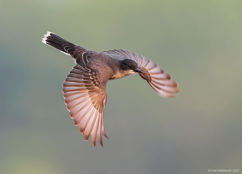 Bird Photography by Axel Hildebrandt